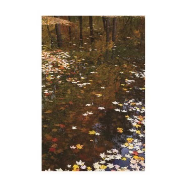Kurt Shaffer Photographs 'November Reflections' Canvas Art, 22x32, Trademark Fine Art, Mfr#: KS01554-C2232GG